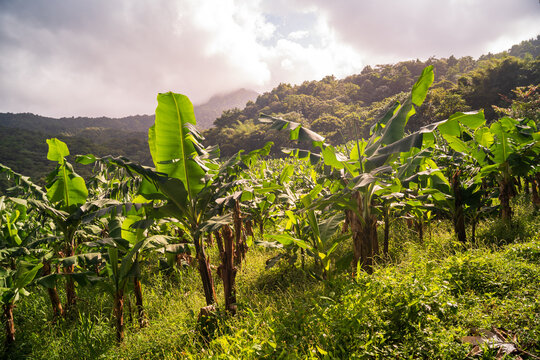 Banana fields in martinique - french antilles