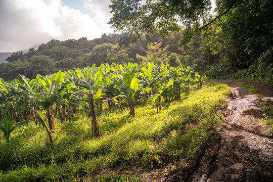 Banana fields in martinique - french antilles