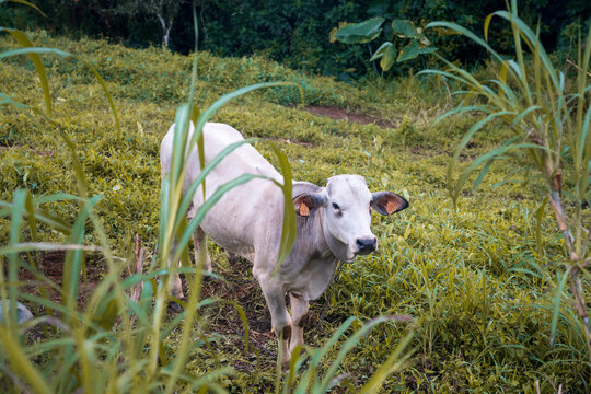 Cow in tropical island - martinique