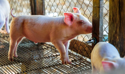 Young pink piglet drinking water from automatic nipple drinker system in pigpen in pigfarm © NARONG