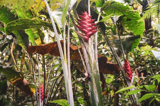 Heliconia Caribaea or red balisier, typical flower in Martinique 