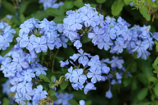 Close up of blue plumbago auriculata or Cape Leadwort flowers