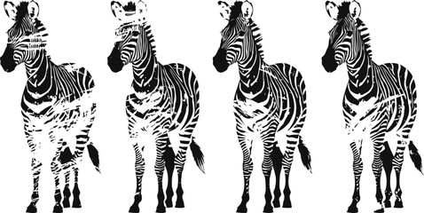Obraz premium Four zebras standing in a row facing forward with black and white stripes isolated on white background