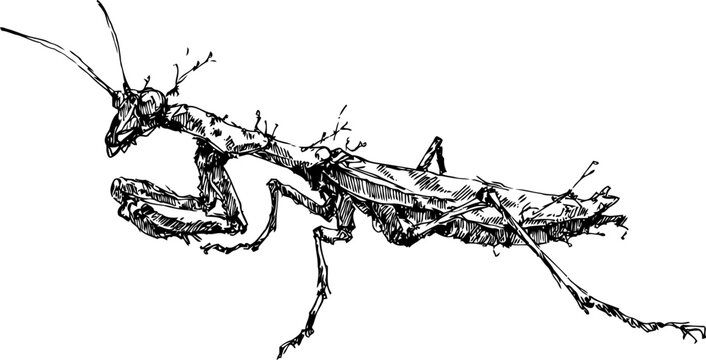 Detailed black ink illustration of a praying mantis insect with spiny legs and segmented body