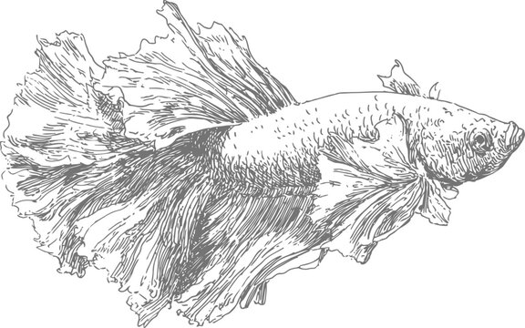 detailed vintage engraving of a betta fish with flowing fins and textured scales
