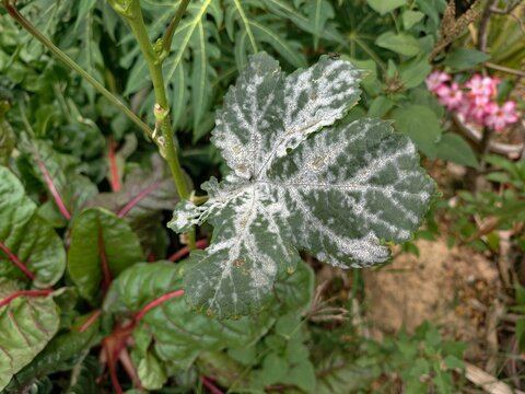 Powdery mildew is a disease that occurs in plants.
