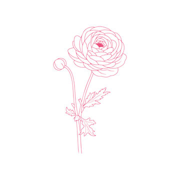 Ranunculus line art drawing isolated vector