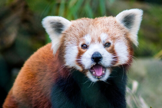 Roter Panda