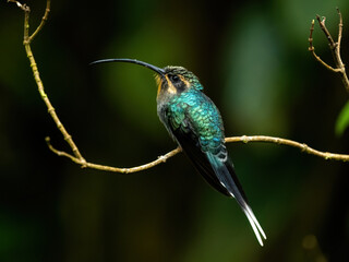 Fototapeta premium hummingbird on a branch