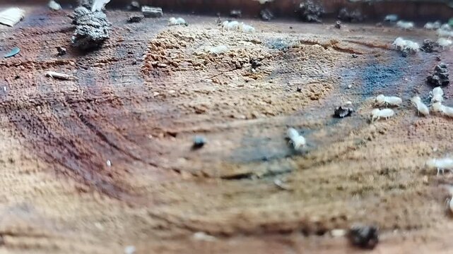 Termite colony crawling on wood showing natural decay and damage process