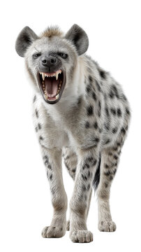 Snarling spotted hyena standing with open mouth bared teeth and raised hackles isolated
