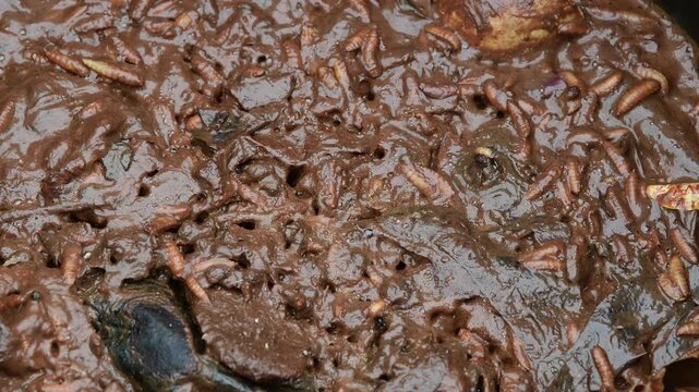 Maggot, Fly larvae, eating food waste of household garbage.