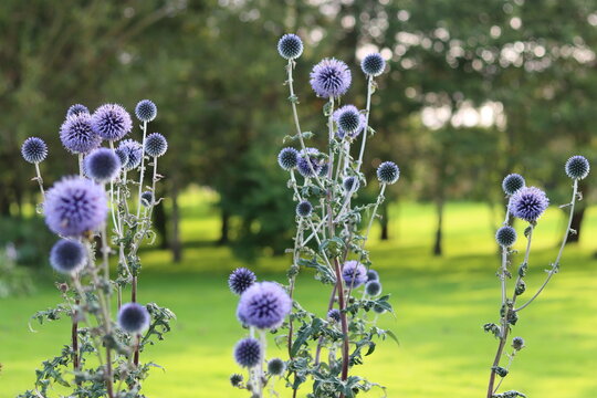 Blue globe thistles or echinops in a garden