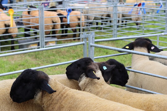Sheep in judging pens at a countryside agricultural show