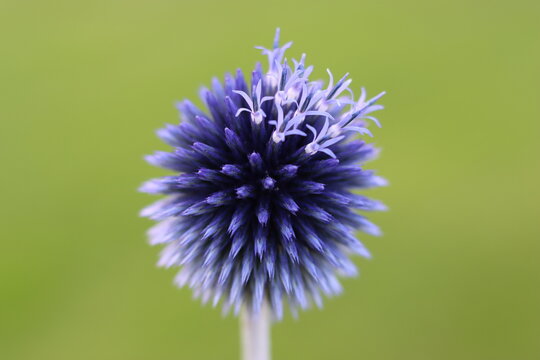 Blue globe thistle or echinops in a garden