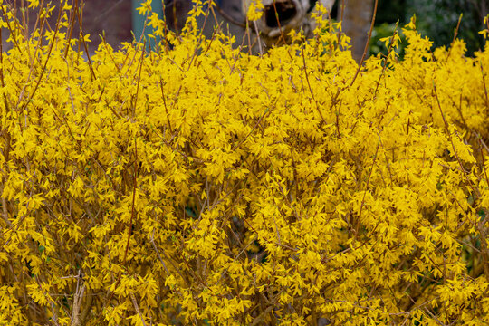 Selective focus of yellow flowers full bloom on the tree, Forsythia suspensa is a genus of flowering plants in the olive family Oleaceae, Mostly native to southeastern Europe, Nature floral background