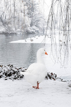 Cisne/ganso caminando por la nieve observando un lago helado