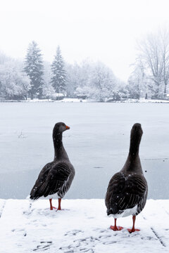 Gansos mirando a un lago helado en una tarde de invierno fr&iacute;a