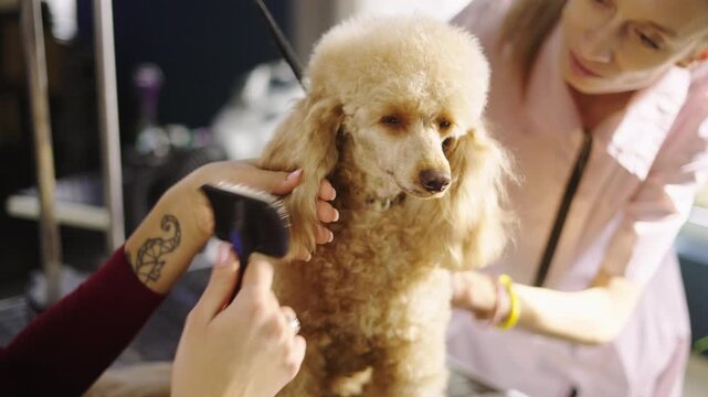 A poodle is getting groomed by a groomer in a bright salon. The groomer uses scissors and combs to trim the dog's fur. The dog sits on a table and looks calm during the process.