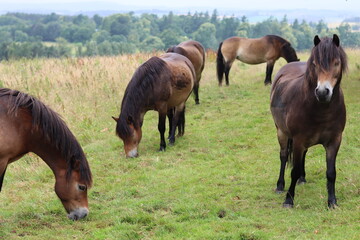 Obraz premium Wild Exmoor ponies in a meadow