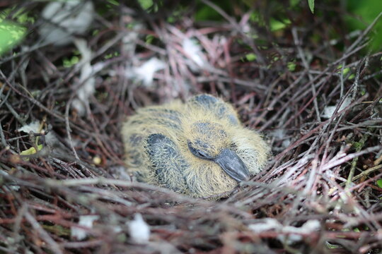 Dove chick in a nest of twigs in a tree