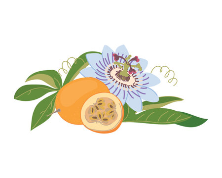 A ripe whole granadilla, its juicy pulp and seeds. Fresh, sweet passion fruit. Tropical arrangement of a whole fruit and a slice. Color vector illustration of a blue passion flower.