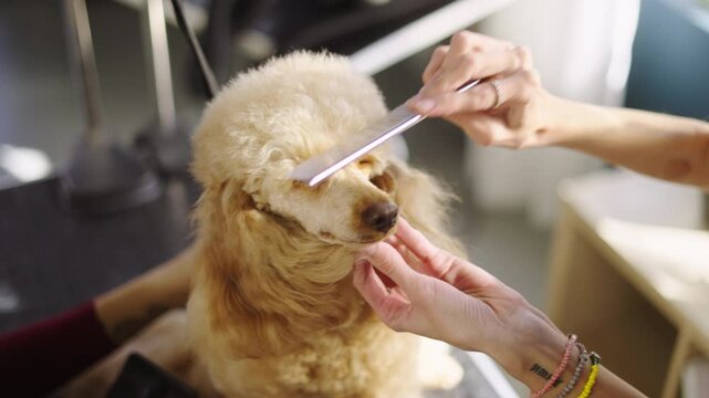 A small poodle receives grooming at a pet salon. Hands brush and trim its fur. The salon has several tools and a plant in the background. It takes place in autumn.