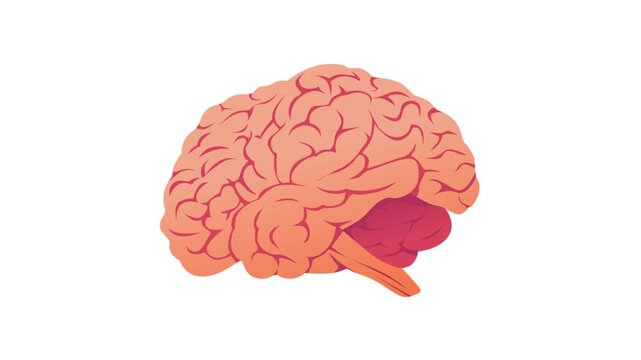 Human organ animation of an brain