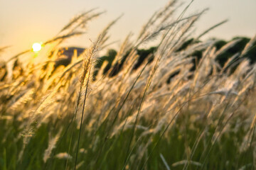 Fototapeta premium cogon grass or Imperata cylindrica field meadow against sunrise