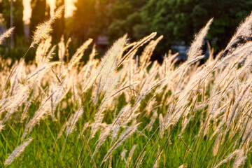 cogon grass or Imperata cylindrica meadow at sunrise