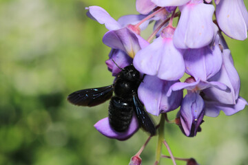Xylocopa violacea Purple Wood Wasp mor odun arısı macro photograph © Recep