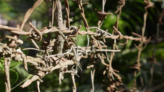 Barbed wire is stretched in several rows forming layered lines of sharp metal strands placed across a fence with green leaves and branches visible behind. Perimeter security.