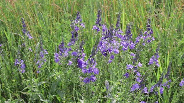 Purple wild speedwell flowers blooming in a green meadow with a honey bee pollinating the blossoms
