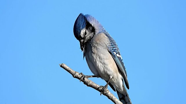 A blue jay preens feathers on a branch against a clear sky background.