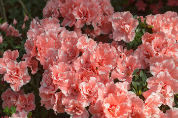 Flowering bush of pink azalea (rhododendron) Eri