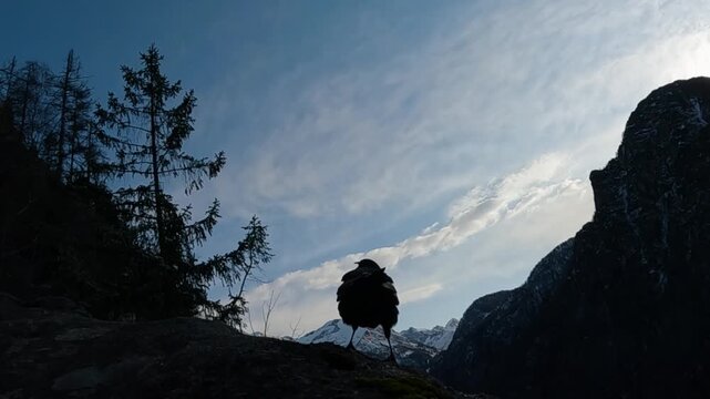 Gracchio alpino &ndash; Alpine chough &ndash; Pyrrhocorax graculus	