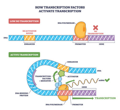 Transcription factors diagram, activator binds enhancer, DNA loops, RNA polymerase engages promoter to turn gene expression on, key objects, DNA helix, RNA polymerase, activator. Outline diagram
