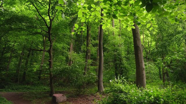 Lush green forest in soft light, with a breeze moving the leaves. Scenic woodland on a spring or summer day. 