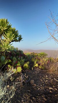 Stunning volcanic landscape in the Canary Islands with prickly pear cactus and native plants under a clear blue sky, showing a light calima haze over the distant mountains at sunset
