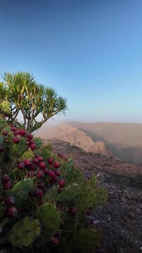 Scenic view of a prickly pear cactus with red fruit on a rocky cliff, overlooking a vast, dusty mountain range in the Canary Islands under a clear blue sky during a calima event