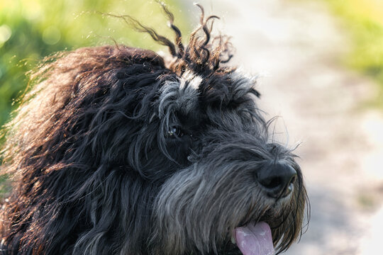 Head portrait of a Goldendoodle dog.
