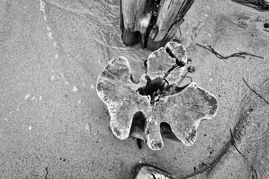 Black and white close-up of a weathered wooden piling on the beach