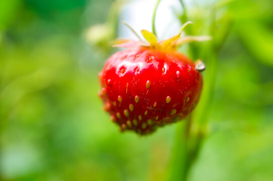 Ripe red strawberry in the garden