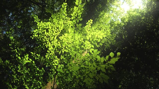 Fresh green branches of a beech tree illuminated in a beam of sunlight and standing out from the dark background