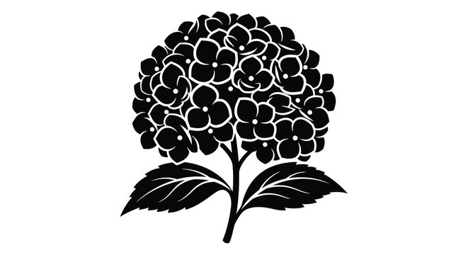 A striking black and white illustration depicts a full hydrangea bloom with detailed petals and leaves