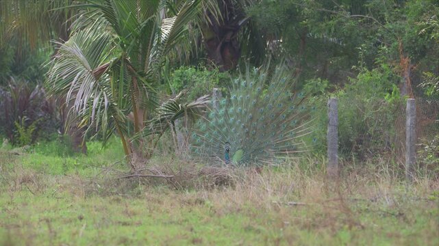 Peacock displays its vibrant, iridescent tail feathers. Grassy field surrounds the bird near palm trees. Fence posts stand behind the peacock's vivid display