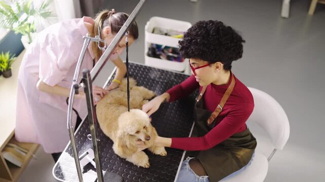 Two groomers work on a dog in a pet salon. One person bathes the dog while the other prepares tools. They focus on cleaning and grooming the pet during the busy day.