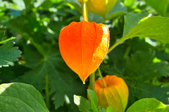 Orange lantern flowers in the garden, Physalis alkekengi in sunlight.