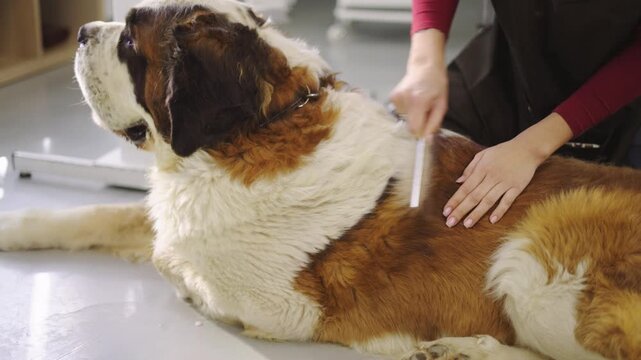 A person is grooming a Saint Bernard dog in a grooming area. They are brushing the dog's fur while the dog relaxes on the floor. This is an indoor activity taking place in a pet salon.