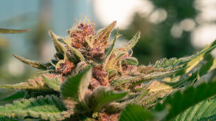 A close-up macro view of the trichomes of a cannabis flower.Cultivation of premium medical cannabis, featuring ripe purple buds and green leaves,